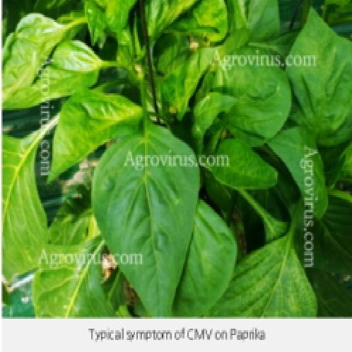 Real application for various plant virus